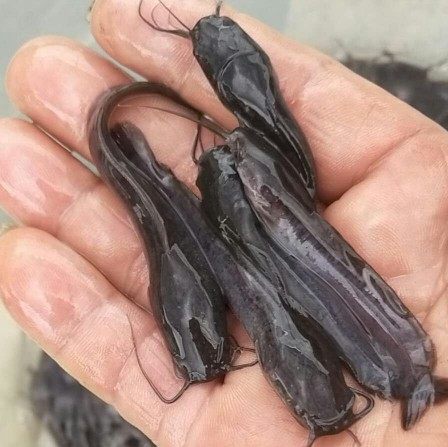 埃及塘鲺鱼大规格埃及鱼苗大种塘虱苗八须鲶鱼苗革胡子鲶淡水鱼苗 - 图2