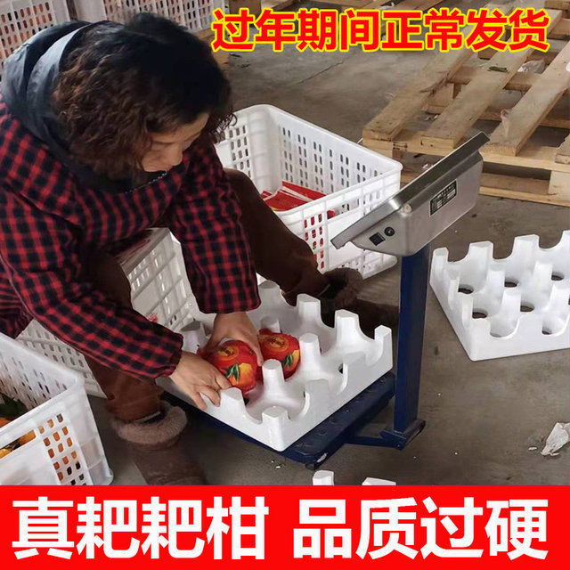 Sichuan Chunjian Raking Mandarin oranges sold for 500,000 per order last year