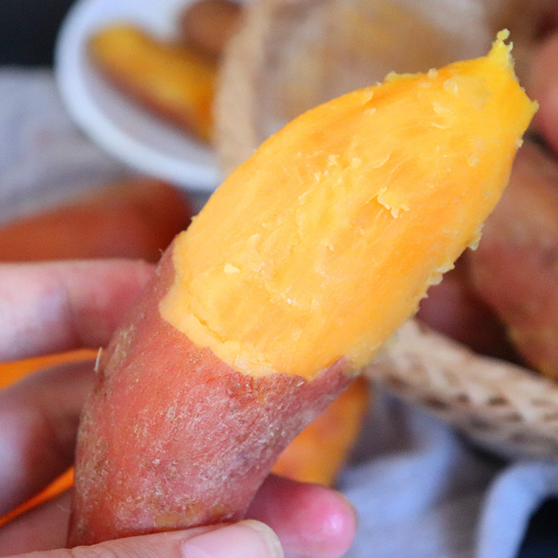 新鲜农家自种5斤烤地瓜板栗薯红薯 喜知滋番薯