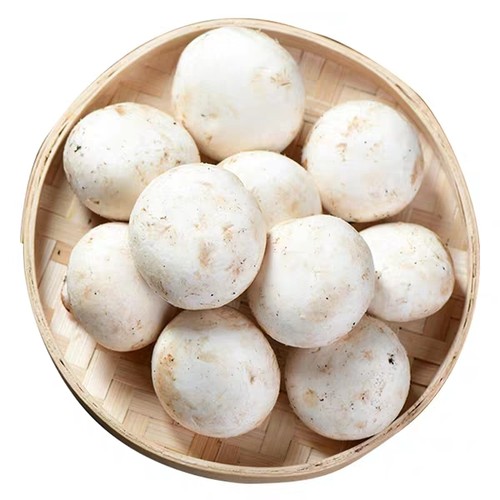 口蘑 新鲜口蘑双胞菇白蘑菇现摘发货冷链包邮产地直销绿色食用菌 - 图3