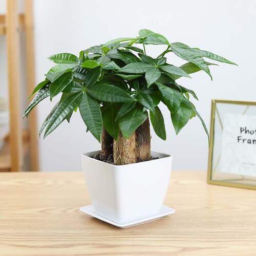 北叶发财树盆栽北欧风ins办公室内绿植桌面植物招财树盆景 - 图0