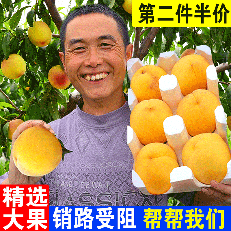 晨洁旗舰店安徽砀山黄桃10斤新鲜现摘黄心脆甜蜜桃子应当季时令水果整箱包邮1