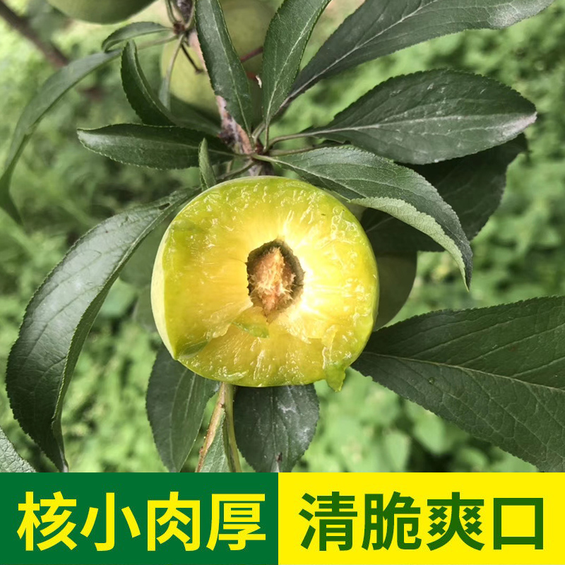 晨洁旗舰店四川茂县汶川青脆李空心脱骨脆李子新鲜脆甜孕妇水果5斤顺丰包邮2