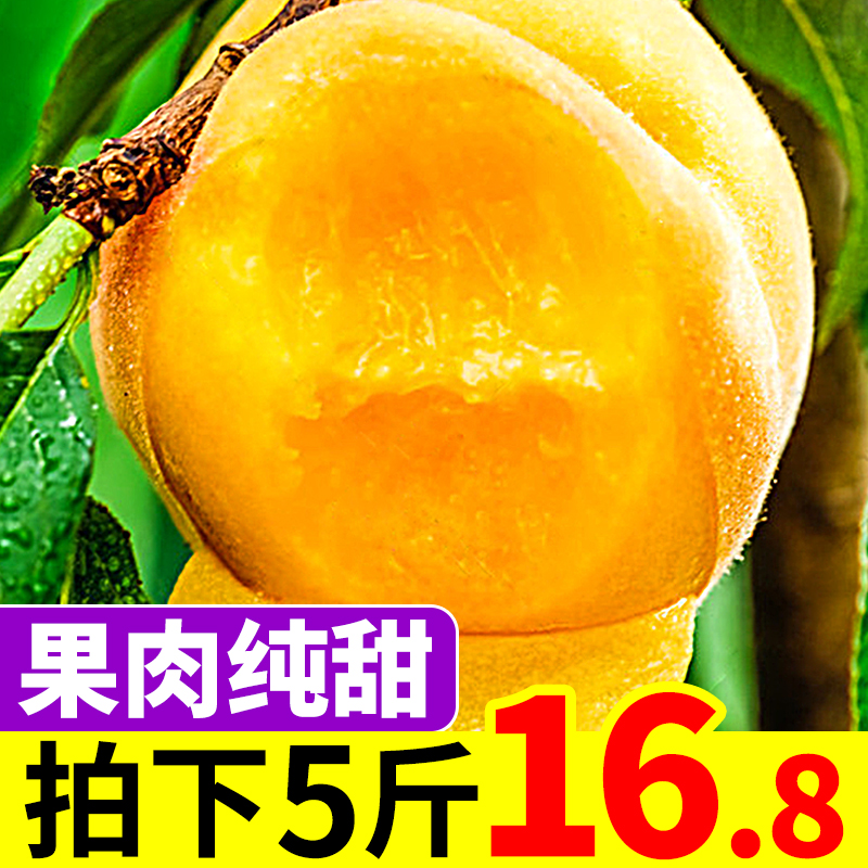 晨洁旗舰店山东蒙阴黄桃5斤锦绣黄肉黄心桃子砀山当季新鲜孕妇水果现摘包邮1