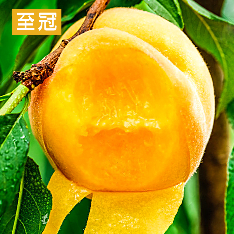 晨洁旗舰店山东蒙阴黄桃5斤锦绣黄肉黄心桃子砀山当季新鲜孕妇水果现摘包邮0
