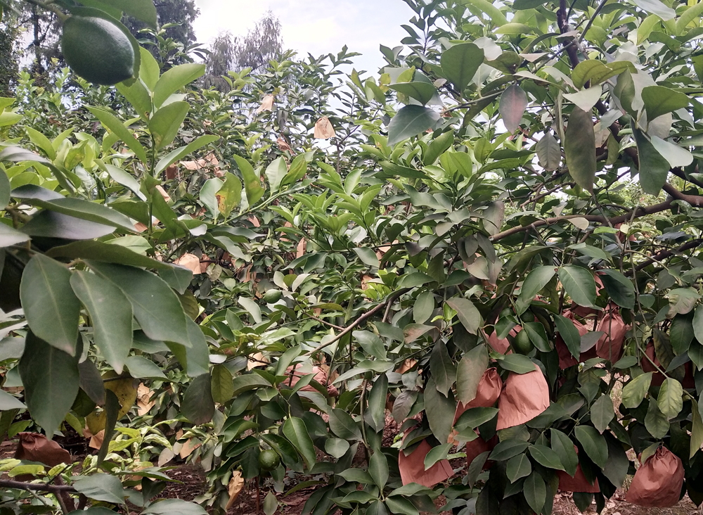 晨洁旗舰店柠檬大叔安岳黄柠檬特产新鲜柠檬片水果茶多汁坏果包赔带箱6斤1