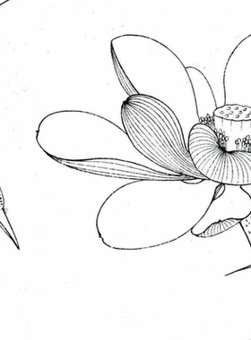 工笔画底稿荷花翠鸟折扇小品6#白描打印稿毛笔勾线直接上色宣纸稿