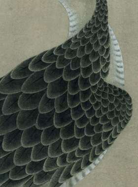 鹰图白描打印稿文字工笔画