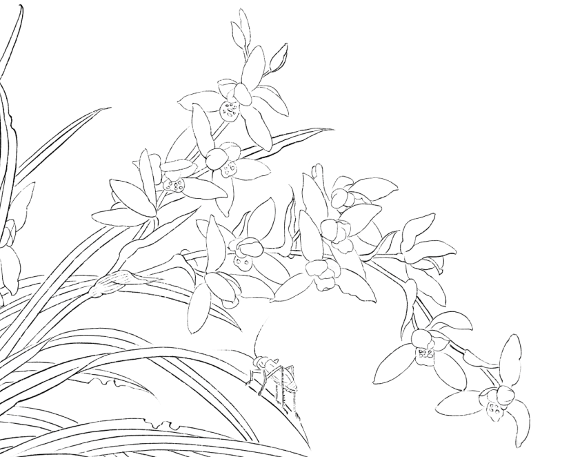 工笔画花鸟底稿工笔兰花草虫横幅参考白描9#打印稿宣纸稿,淘宝优惠券,粉丝福利购,淘宝优惠卷