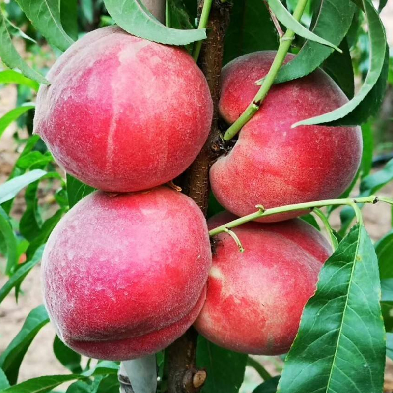 乐知果旗舰店水蜜桃新鲜现摘桃子水果大果毛桃多陕西水蜜桃当季整箱5斤包邮102