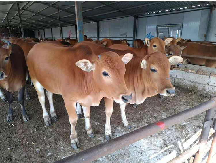 肉牛犊活牛仔西门塔尔牛犊小牛出售广西鲁西黄牛活体牛苗养殖技术 - 图2