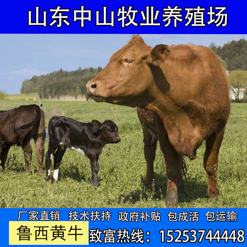 活体肉牛犊小牛鲁西黄牛犊活牛出售牛苗3-6个月西门塔尔养殖资料-图2