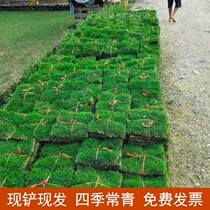 Lawn Real Grass Genuine Nursery Yard with mud cell Taiwan Grass Garden Four Seasons pitches Greening villas