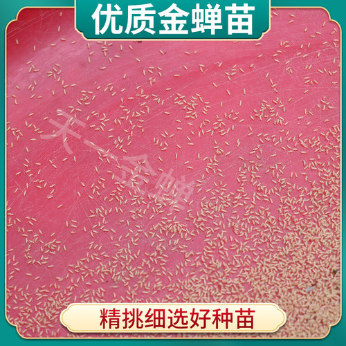 山东金蝉幼苗知了猴种子金蝉苗养殖活体蝉蚁孵化好金蝉幼虫苗卵枝 - 图2