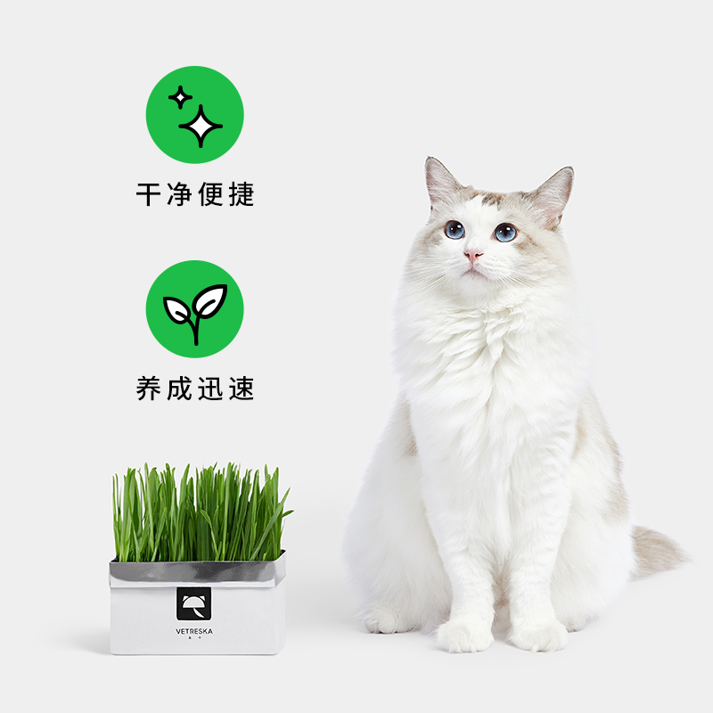 未卡无土猫草小麦种子盆栽猫草籽水培种植懒人猫草盒化毛猫咪零食-图2