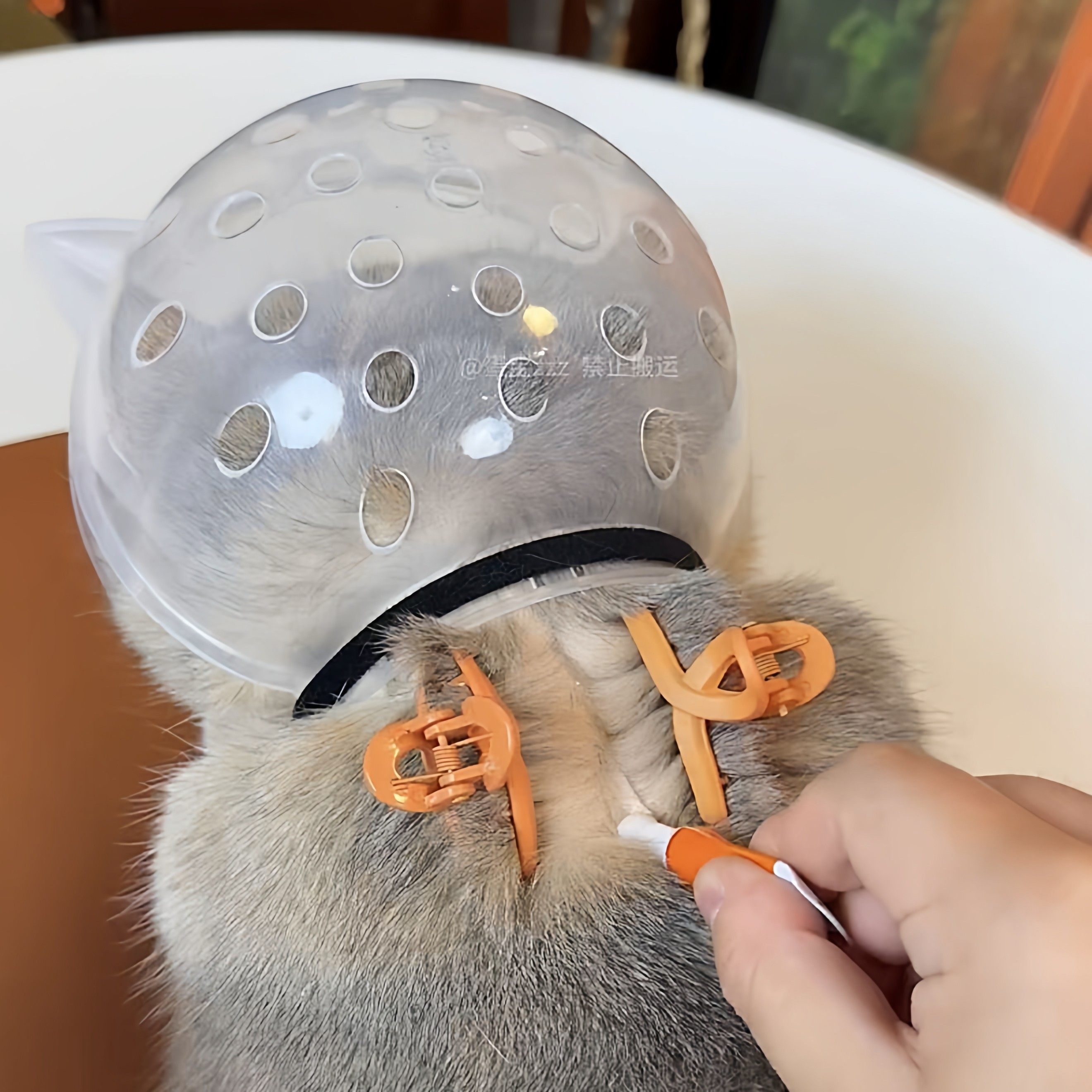 猫咪伊丽莎白圈幼猫成猫通用剪指甲上药头套防舔防咬球形太空头罩,淘宝优惠券,粉丝福利购,淘宝优惠卷