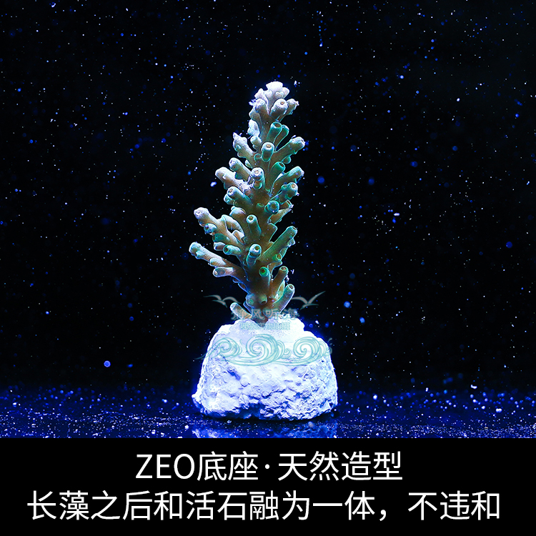 ZEO基座珊瑚sps纽扣底座断枝座造景lps断肢繁殖支撑硬骨海水海缸-图2