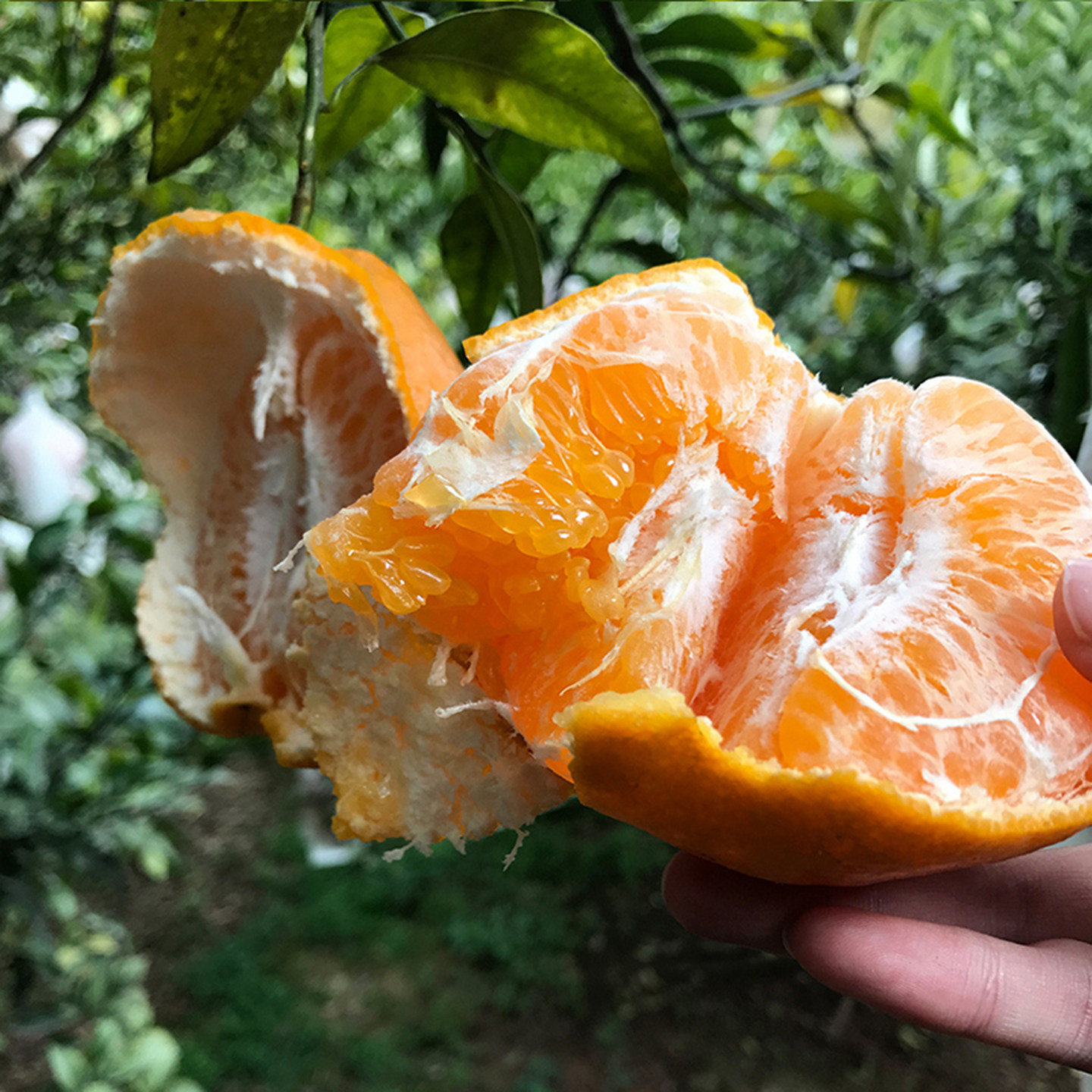 正宗四川春见耙耙柑9斤大果橘子新鲜水果粑粑柑丑桔子杷杷柑礼盒,淘宝优惠券,粉丝福利购,淘宝优惠卷