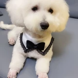 Шарф, слюнявчик, галстук-бабочка, аксессуар