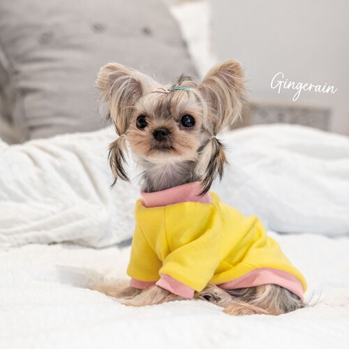 GINGERAIN 面料超级好!小型犬衣服马尔济斯约克夏保暖撞色棉T恤 - 图2