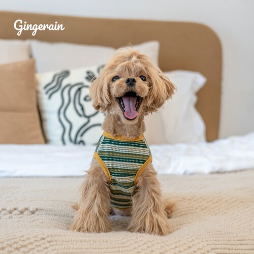 GINGERAIN 小型犬衣服泰迪马尔济斯马尔泰纯棉华夫格条纹背心 - 图3