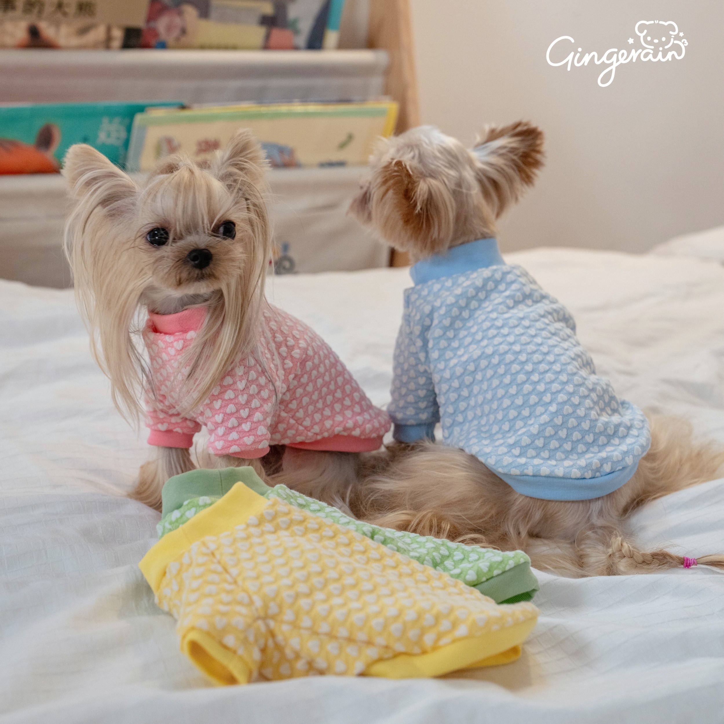 GINGERAIN 早秋打底衫马尔济斯约克夏泰迪T恤心心彩色空调服卫衣,淘宝优惠券,粉丝福利购,淘宝优惠卷