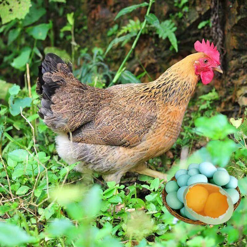 绿壳蛋鸡种蛋受精蛋可孵化小鸡的蛋下绿壳下蛋多 产蛋多多 宠物鸡,淘宝优惠券,粉丝福利购,淘宝优惠卷