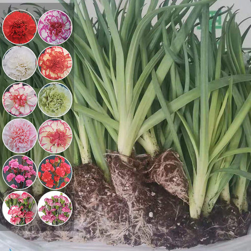 云南基地康乃馨花苗10棵重瓣大花鲜切花阳台盆栽室内易活花卉 - 图1
