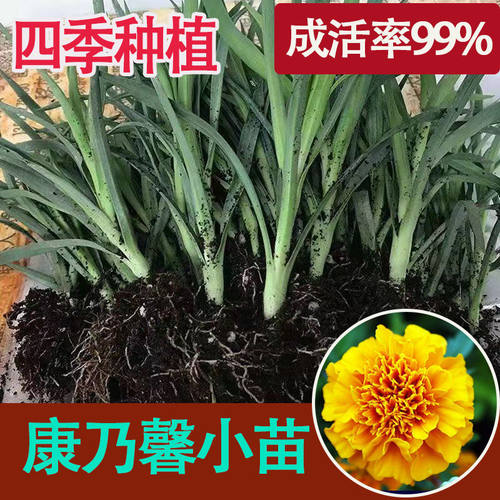 云南基地康乃馨花苗10棵重瓣大花鲜切花阳台盆栽室内易活花卉 - 图0