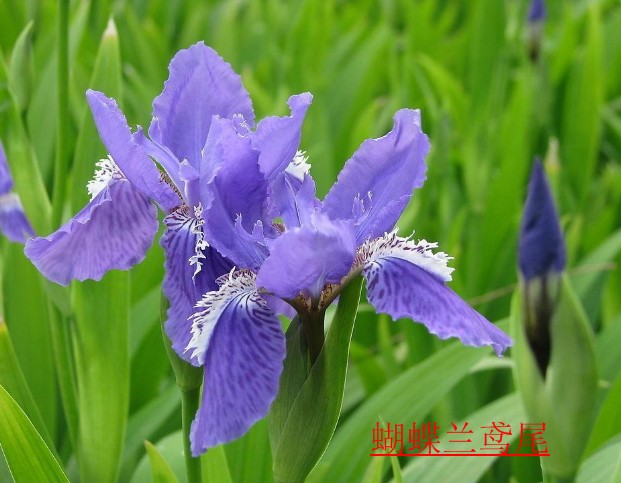 包邮买3送1水生植物黄菖蒲苗常绿鸢尾再力花苗梭鱼草睡莲美人蕉苗 - 图1