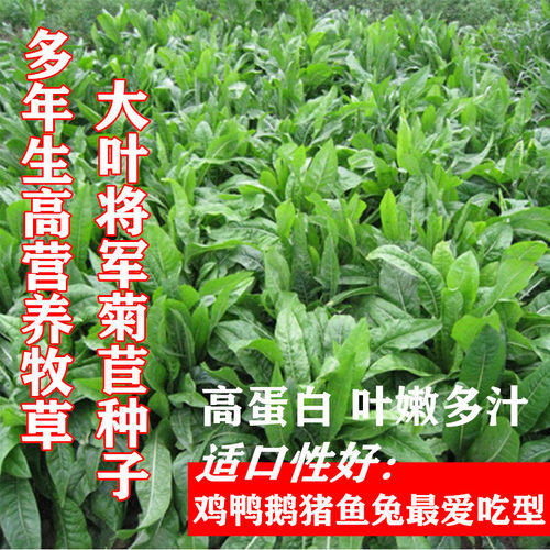菊苣种籽养殖大叶多年生四季牧草种子羊牛兔鸡鸭鹅猪草种孑鱼鹅草 - 图2