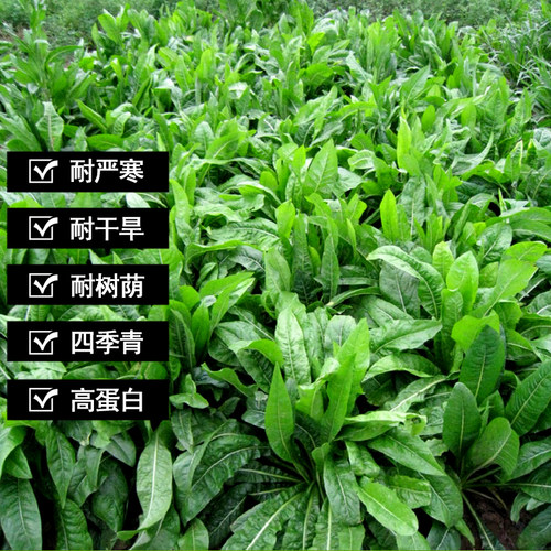 菊苣种籽养殖大叶多年生四季牧草种子羊牛兔鸡鸭鹅猪草种孑鱼鹅草 - 图1