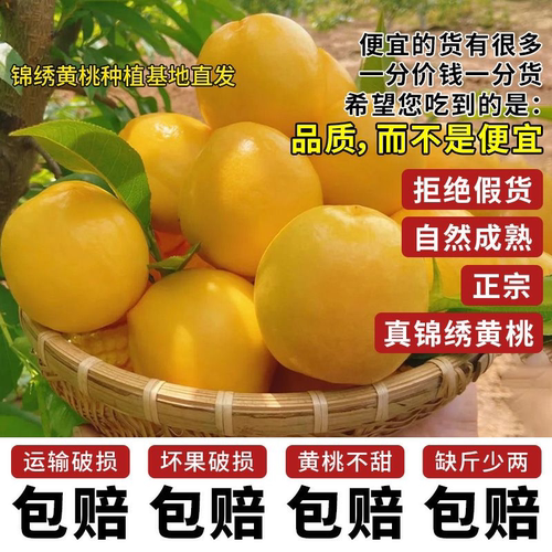 现摘砀山锦绣黄桃香甜多汁水果桃子孕妇脆甜新鲜当季蜜桃农家自种 - 图2