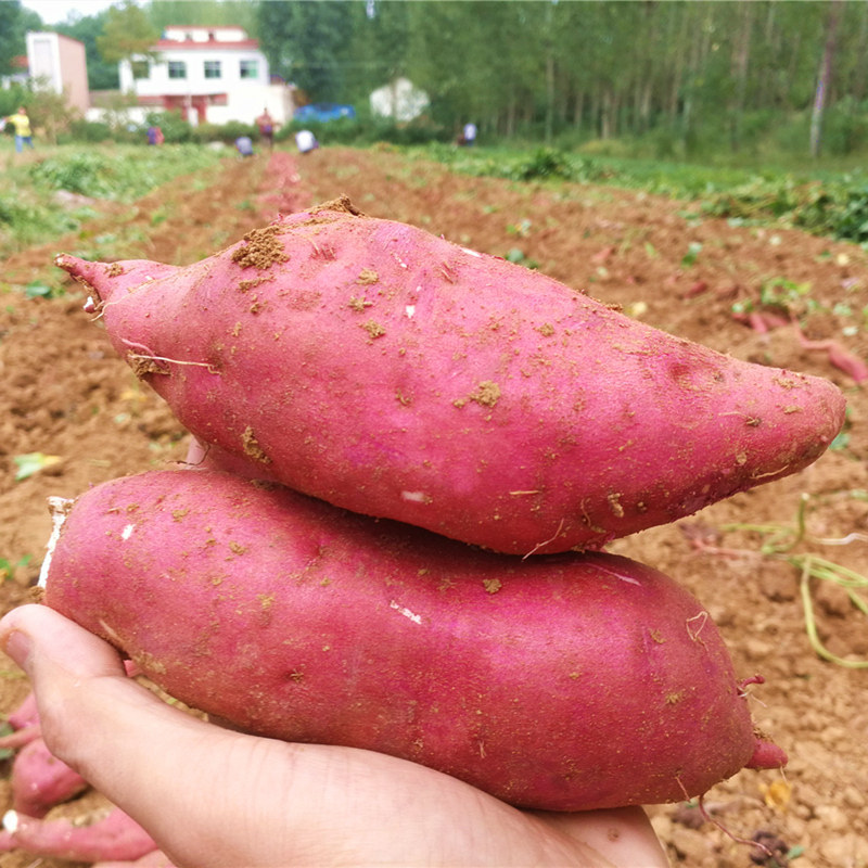 正宗板栗新鲜香糯白心薯沙地地瓜 薯中情番薯