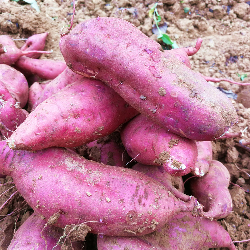 正宗板栗新鲜香糯白心薯沙地地瓜 薯中情番薯