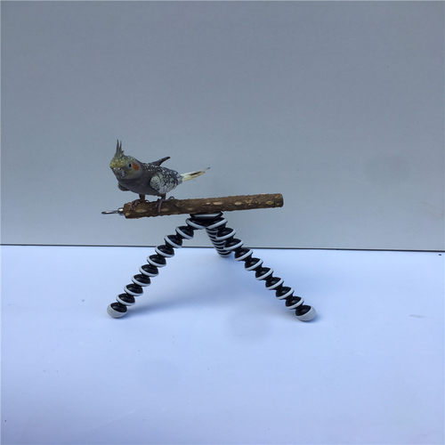 中小型鹦鹉多功能站架外出方便携带桌面互动鹦鹉鸟用品中小型鹦鹉 - 图0