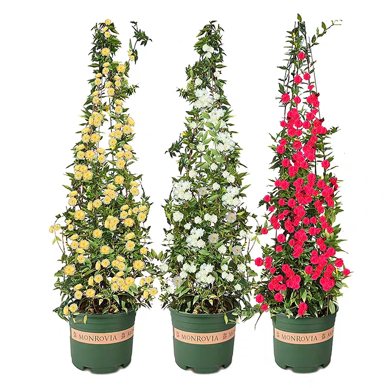 【花期带花】木香花爬藤植物好养阳台庭院耐寒耐晒黄木香花苗盆栽,淘宝优惠券,粉丝福利购,淘宝优惠卷