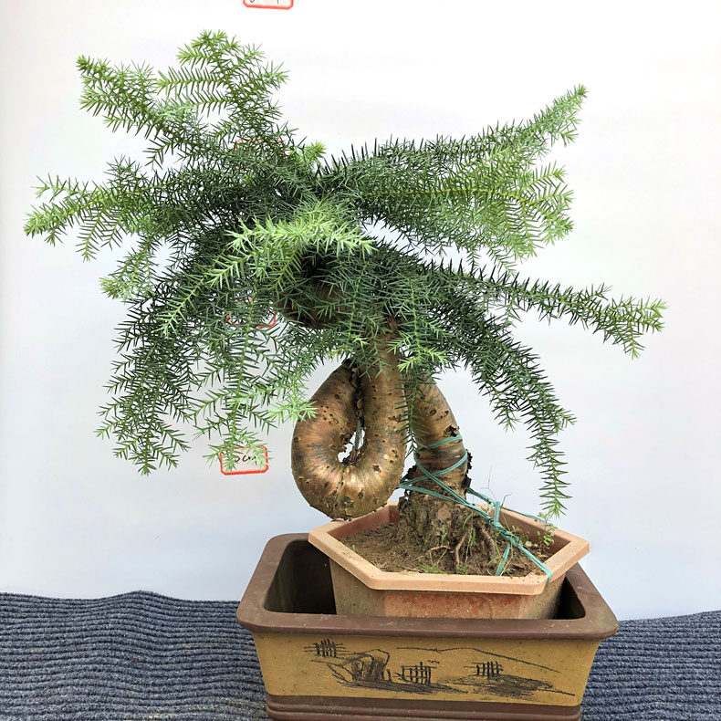 院子养不老松好不好,不老松放院子吗,家里养不老松好(第6页)_大山谷图库