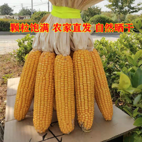 干玉米棒子带皮苞谷老玉米棒农家乐装饰道具农作物玉米穗真玉米串 - 图0