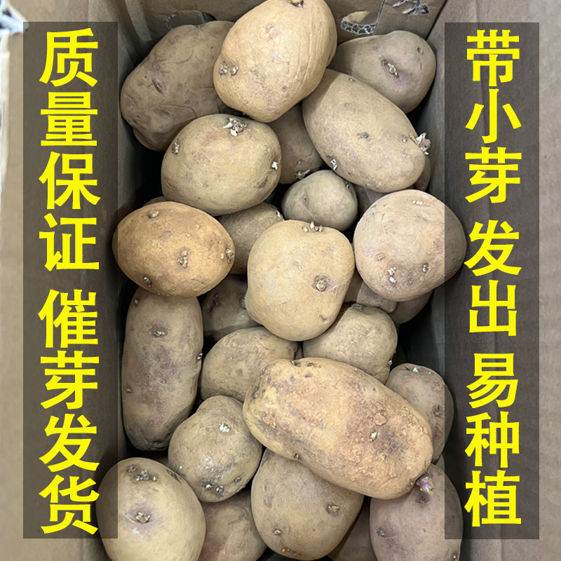 云南高产红皮土豆发芽洋芋种植苗马铃薯黄心老品种带芽非种子5斤