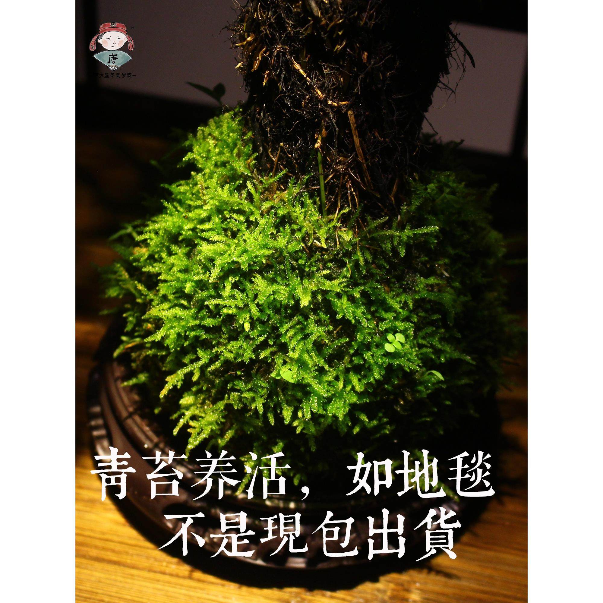 浮檀蕨苔玉球苔藓球蕨类植物绿植一叶蕨大型盆栽盆景造景 - 图1