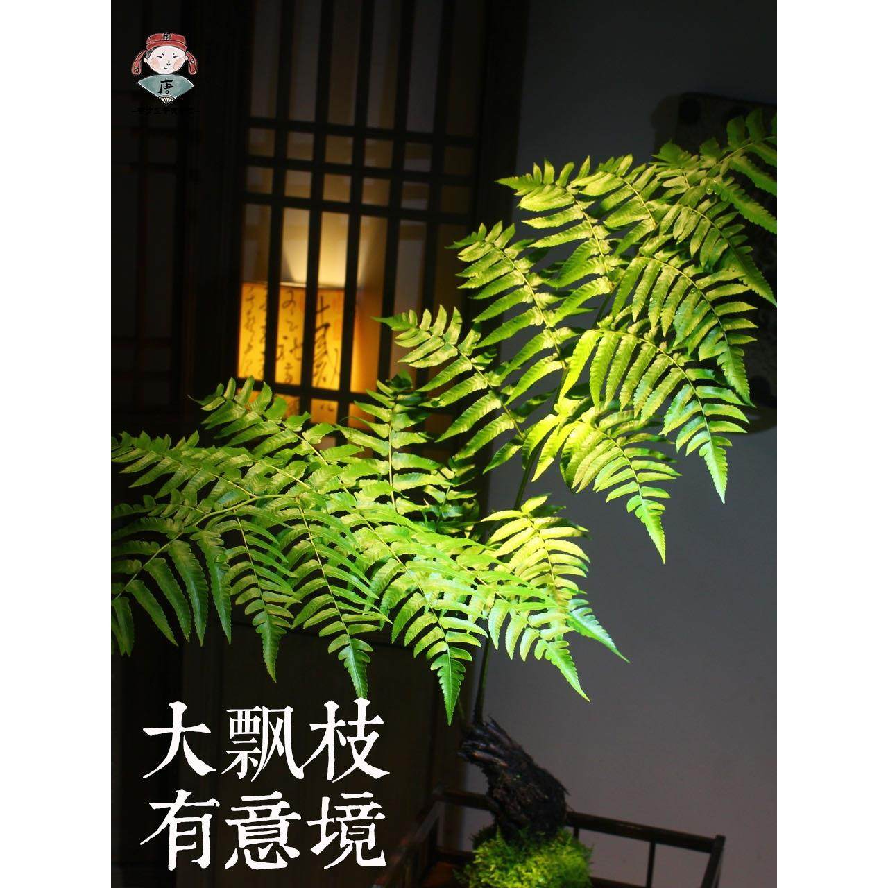 浮檀蕨苔玉球苔藓球蕨类植物绿植一叶蕨大型盆栽盆景造景 - 图2