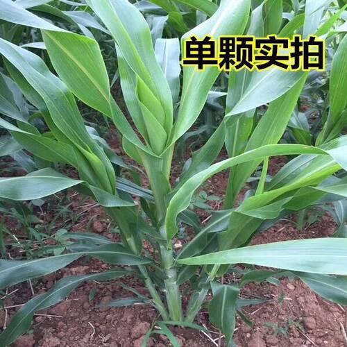 新品四季牧草苏丹高丹草种子牛羊兔鹅鱼吃的饲料草籽春夏播种耐热 - 图3
