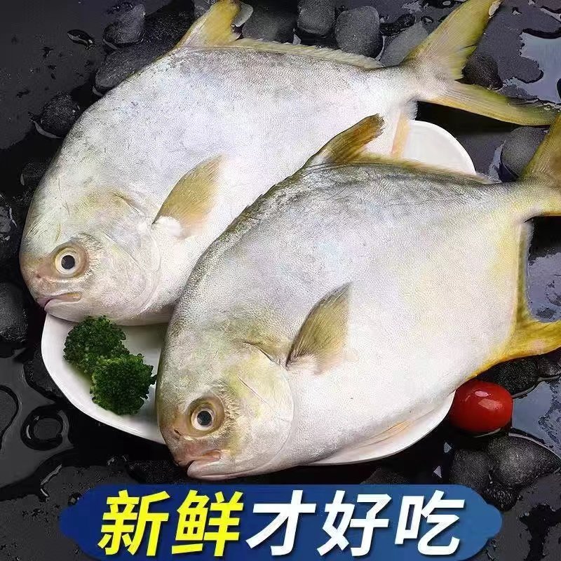 新鲜金鲳鱼特大冷冻海鱼深海鲳鱼金昌鱼平鱼冷冻海鲜水产批发商用,淘宝优惠券,粉丝福利购,淘宝优惠卷