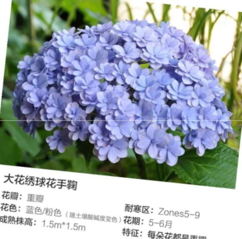 8【大花绣球重瓣系列】阳台庭院观花重瓣花手鞠花神绣球花。 - 图0