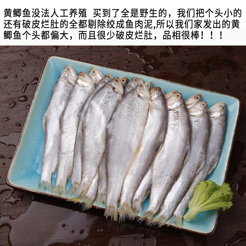 连云港赣榆新鲜黄鲫子黄鲫鱼油炸黄尖鱼烤子鱼海鲜特产油扣鱼簿鲫 - 图1