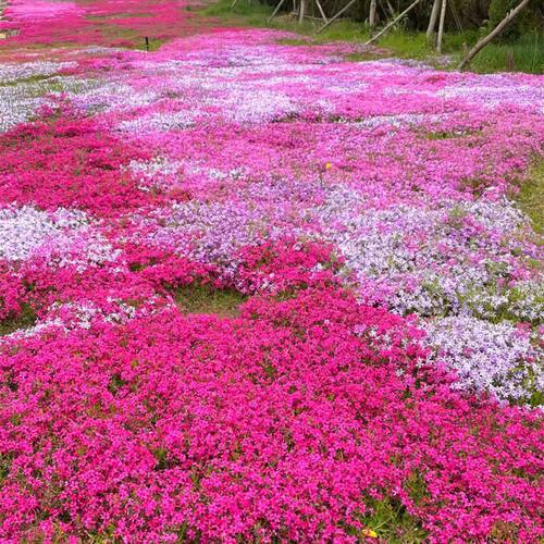 「芝樱·地表樱花风暴」福禄考强势覆盖抑制杂草 零维护省心 - 图1