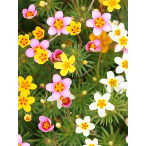 初恋”德国春楼樱  小角落 / 台“的喜悦报花七重草院露花架装饰 - 图2