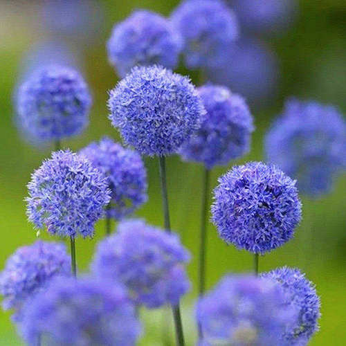 葱“矮款”茎细花致像会开花小棒小花生花纤球精  “的棒糖” - 图1