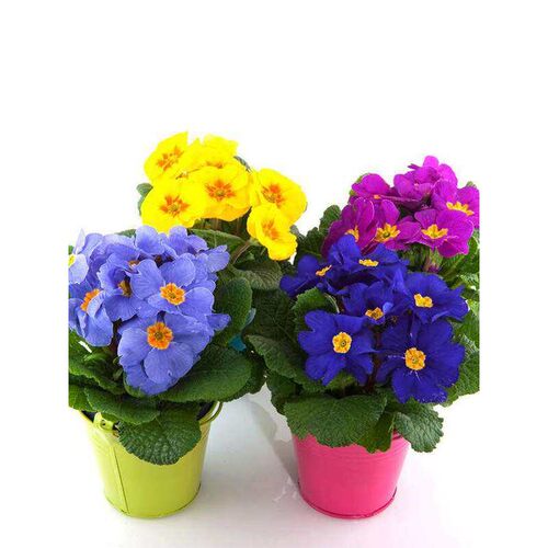 初恋”德国春楼樱  小角落 / 台“的喜悦报花七重草院露花架装饰 - 图0